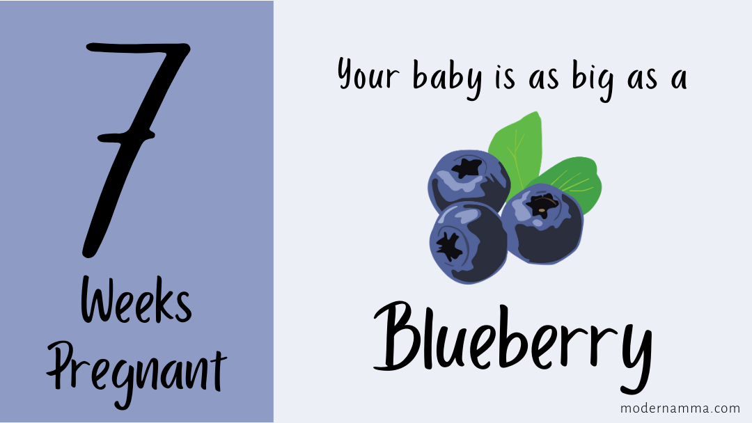 7 Weeks Pregnant Baby Is As Big As A Blueberry Modern Amma